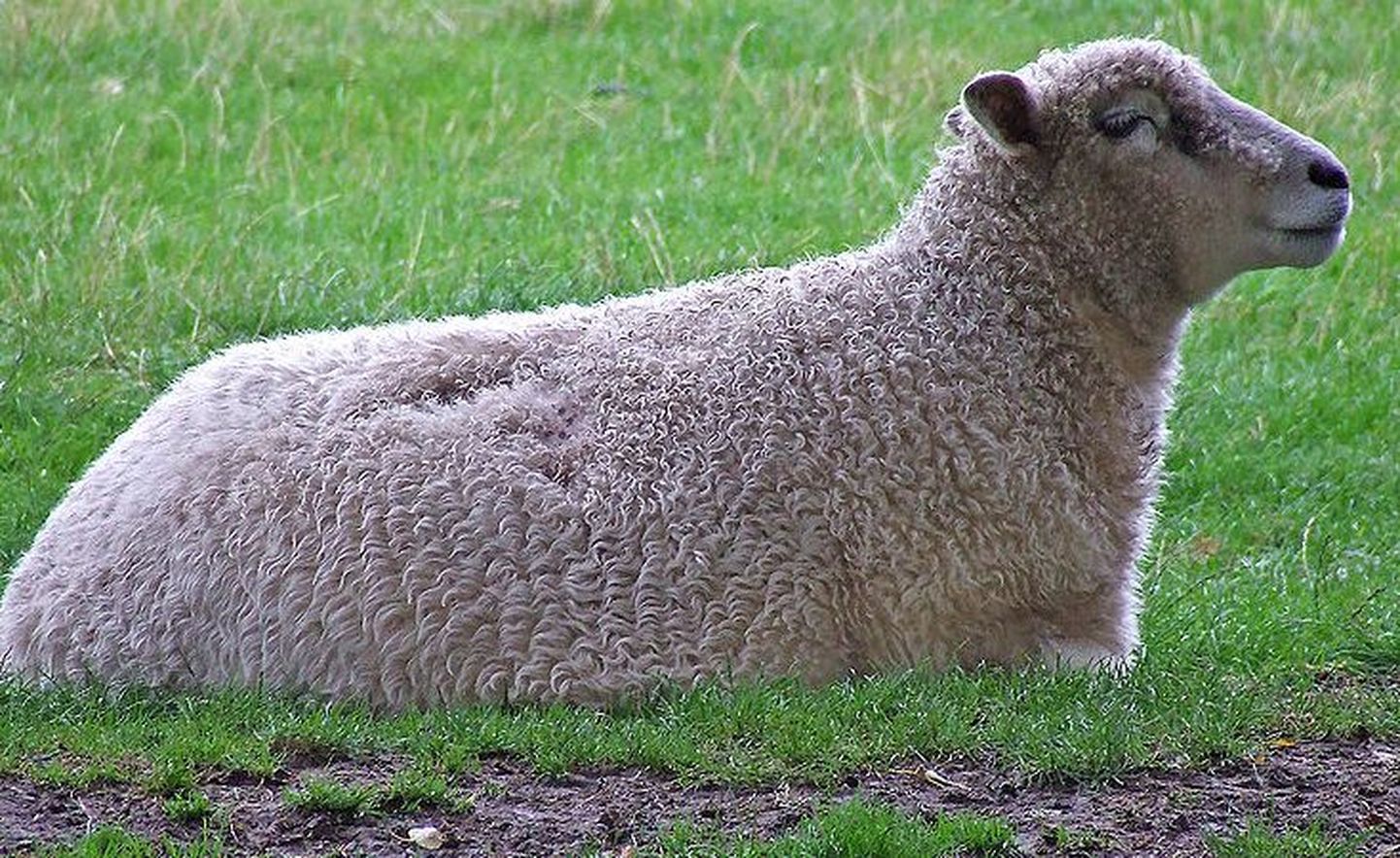 Овца. Иллюстративный снимок