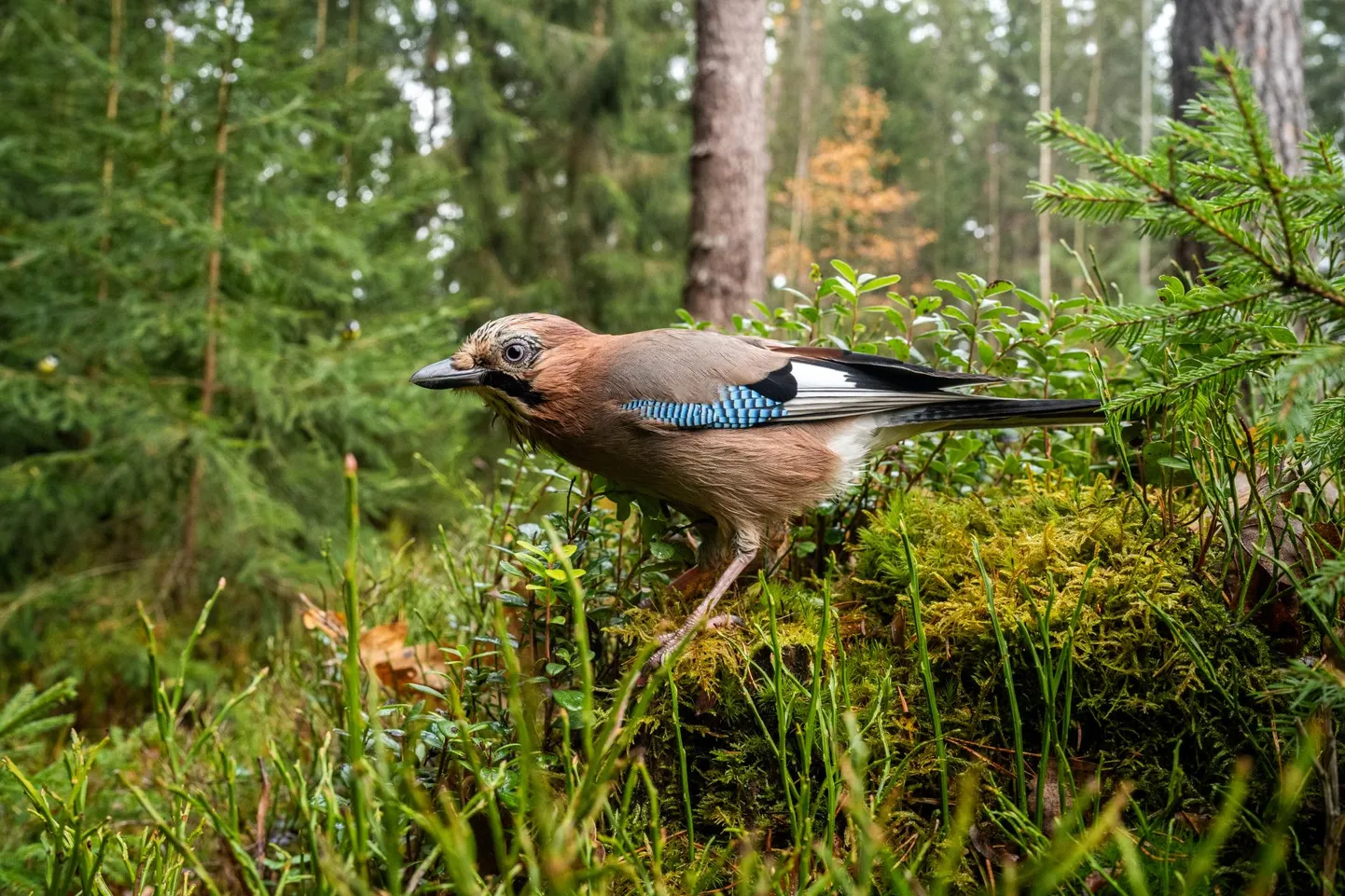 Pasknäär.