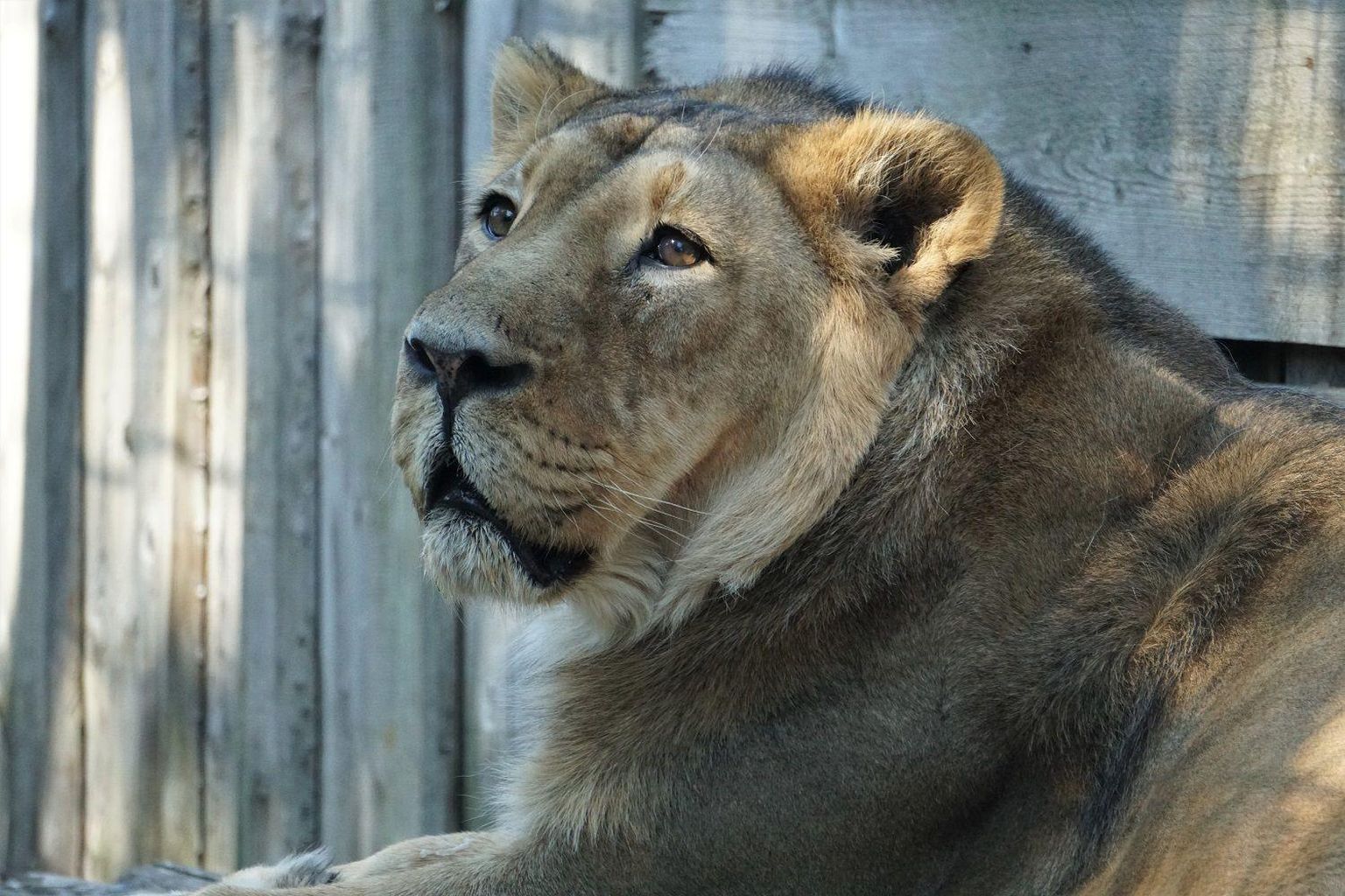 Aasia lõvi Juna elas 17-aastaseks. 