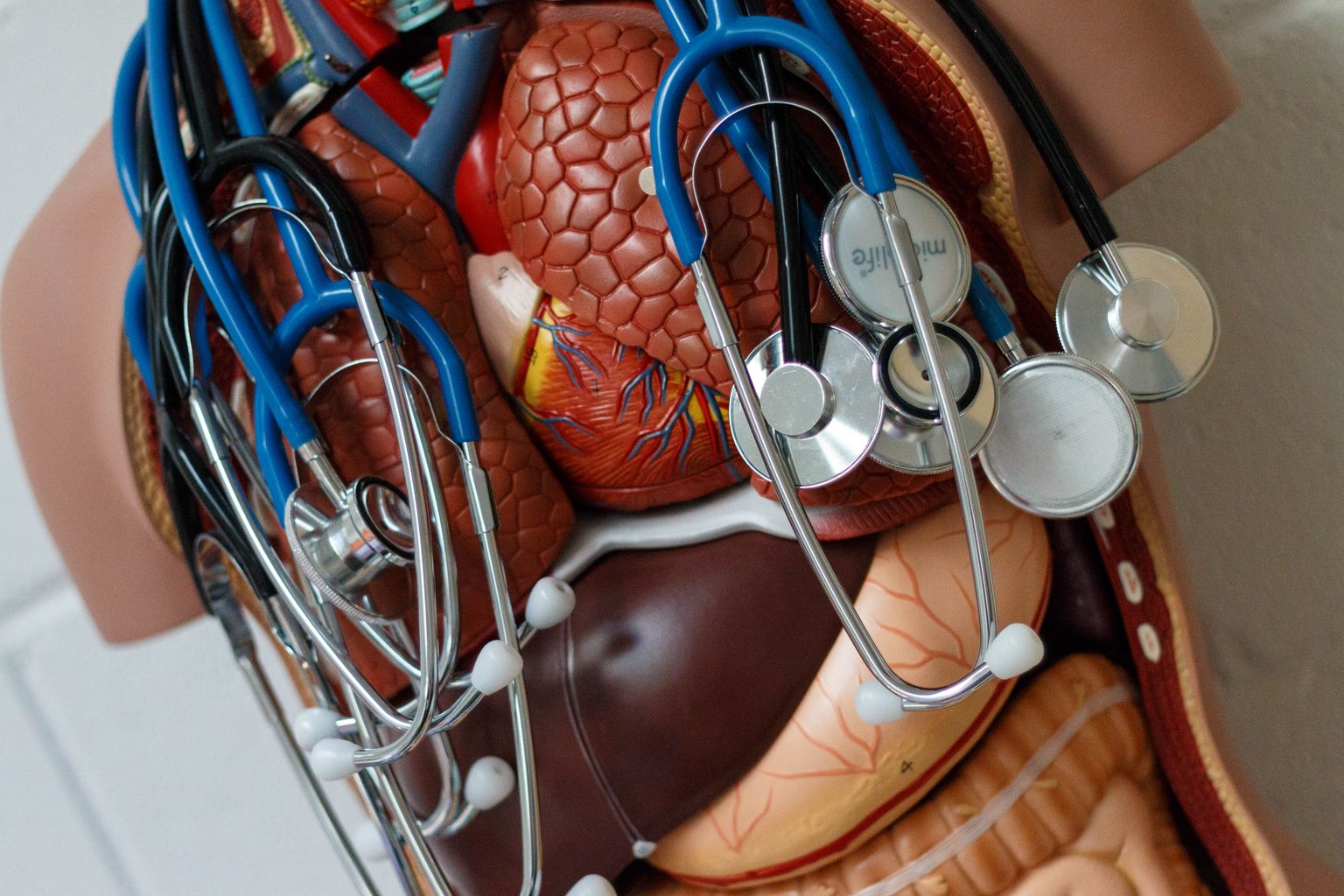Tervis, meditsiin, inimene, keha, organid, perearst, stetoskoop

Foto Arvo Meeks/Lõuna-Eesti Postimees