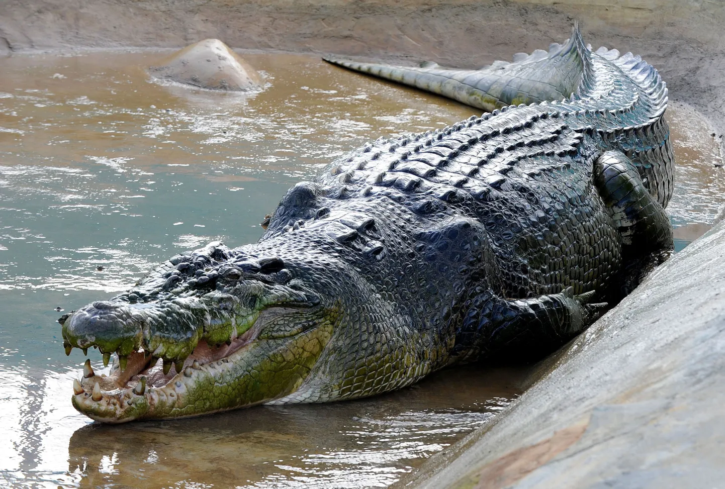 Krokodill.