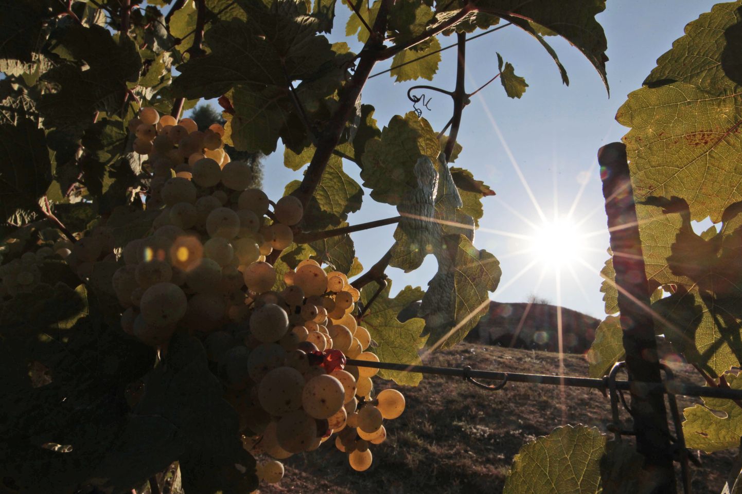 Viinamarjaistandus Rooma lähistel. Itaaliast võib saada üks maailma olulisemaid majandusi.