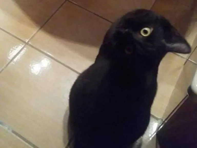 кот или ворона?