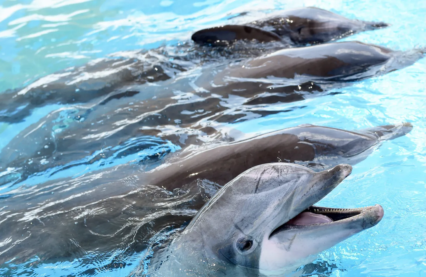 Särkänniemest Ateena Atiica veeparki kolinud delfiinid, 29. augustil. Esiplaanil Delfi, tausal Veera, Evertti ja Leevi.
