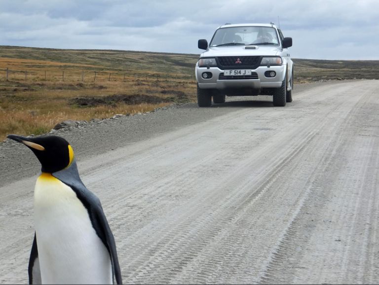 Pingviin mööda maanteed kõndimas. Foto: Paul Chapman/Caters News Agency/Scanpix