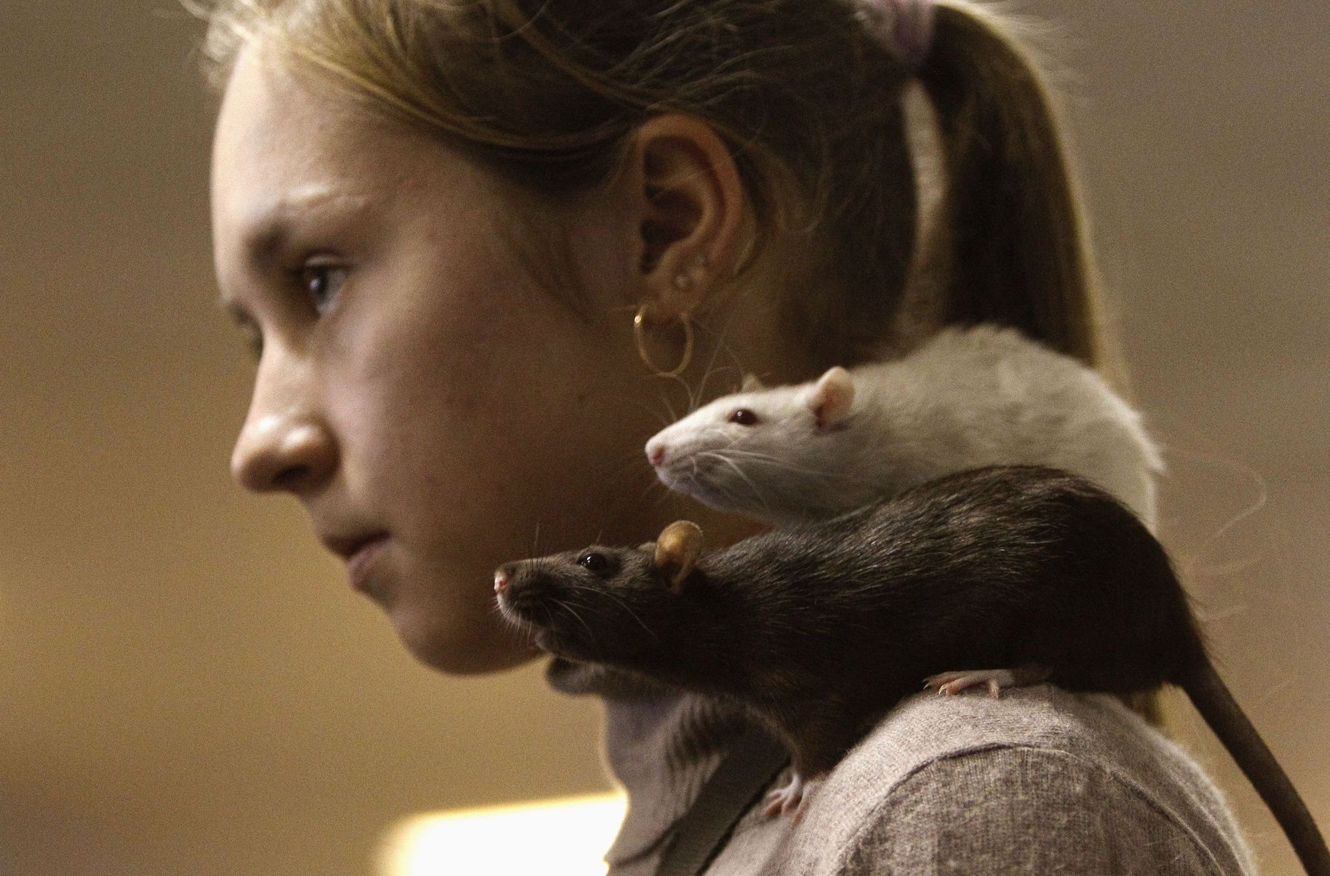 Мыши девочки. Крыса в пледе. Фотосессия с крысами. Декоративная крыса на плече. Девушка крыса.