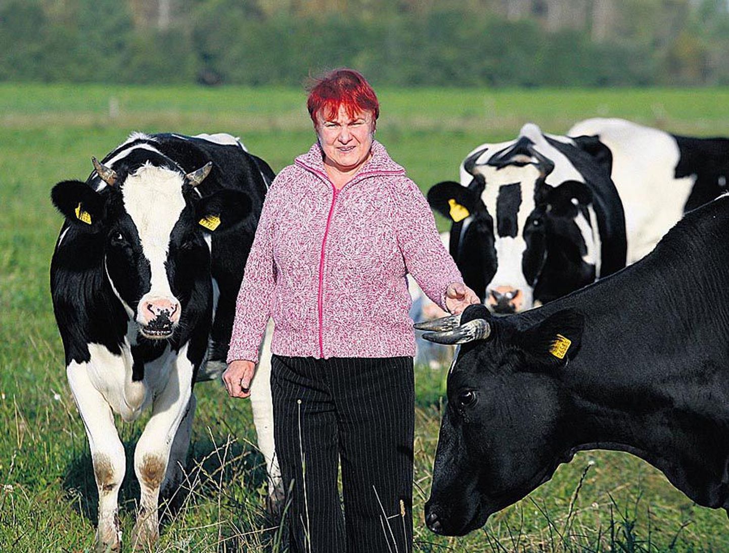 Kissa-Märdi talu perenaine Elli Viidebaum, kellel on lüpsta poolsada lehma, arvab, et poepiima odavnemine
ei jäta ka tootjatele mõju avaldamata.