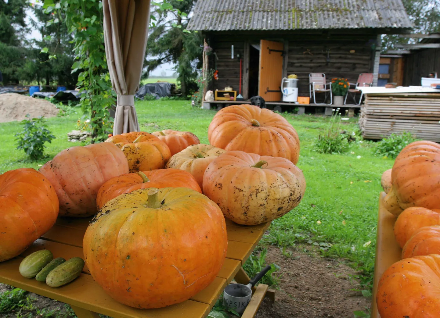 Kõrvitsad