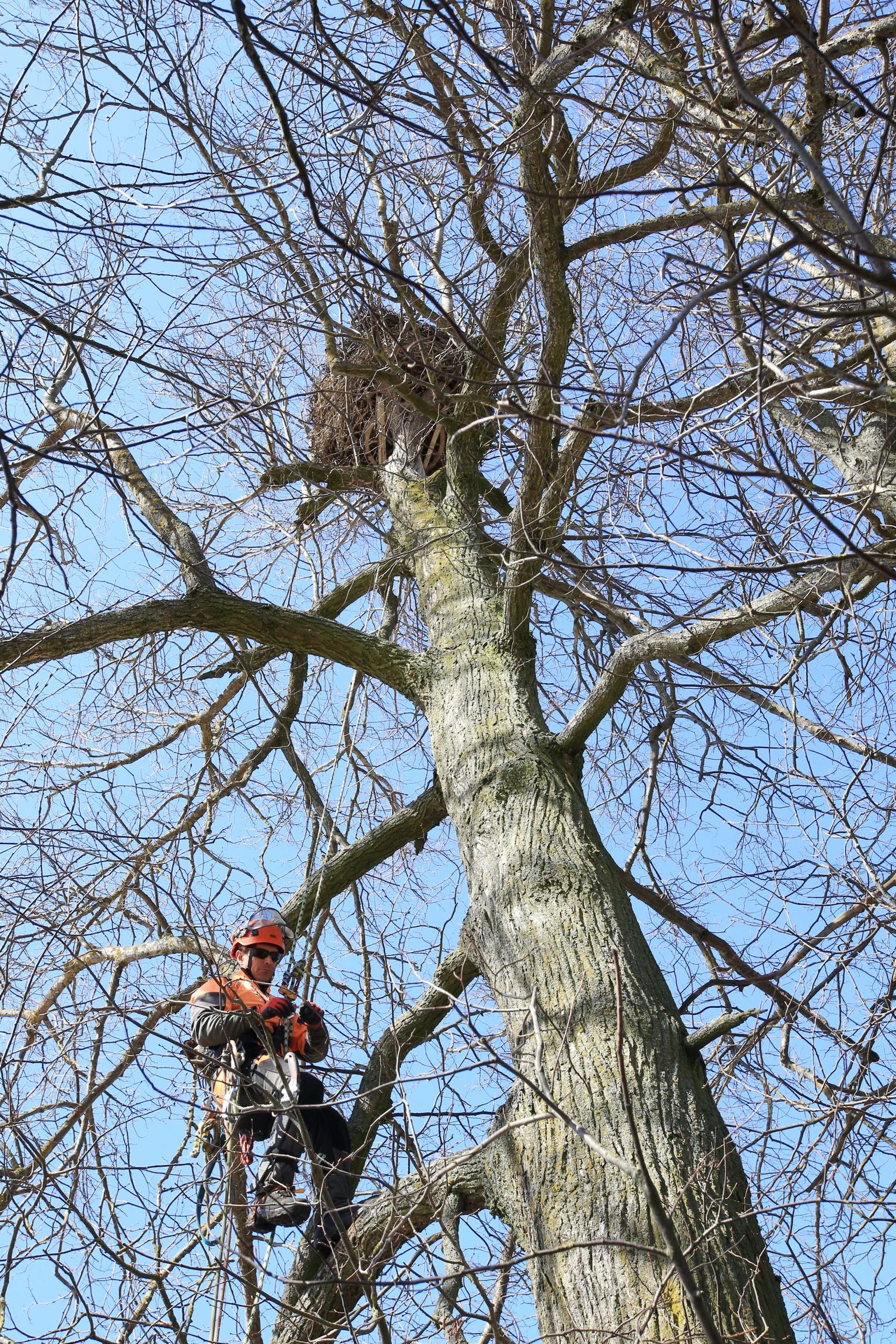 Ohtlikud puud võtab maha arborist.