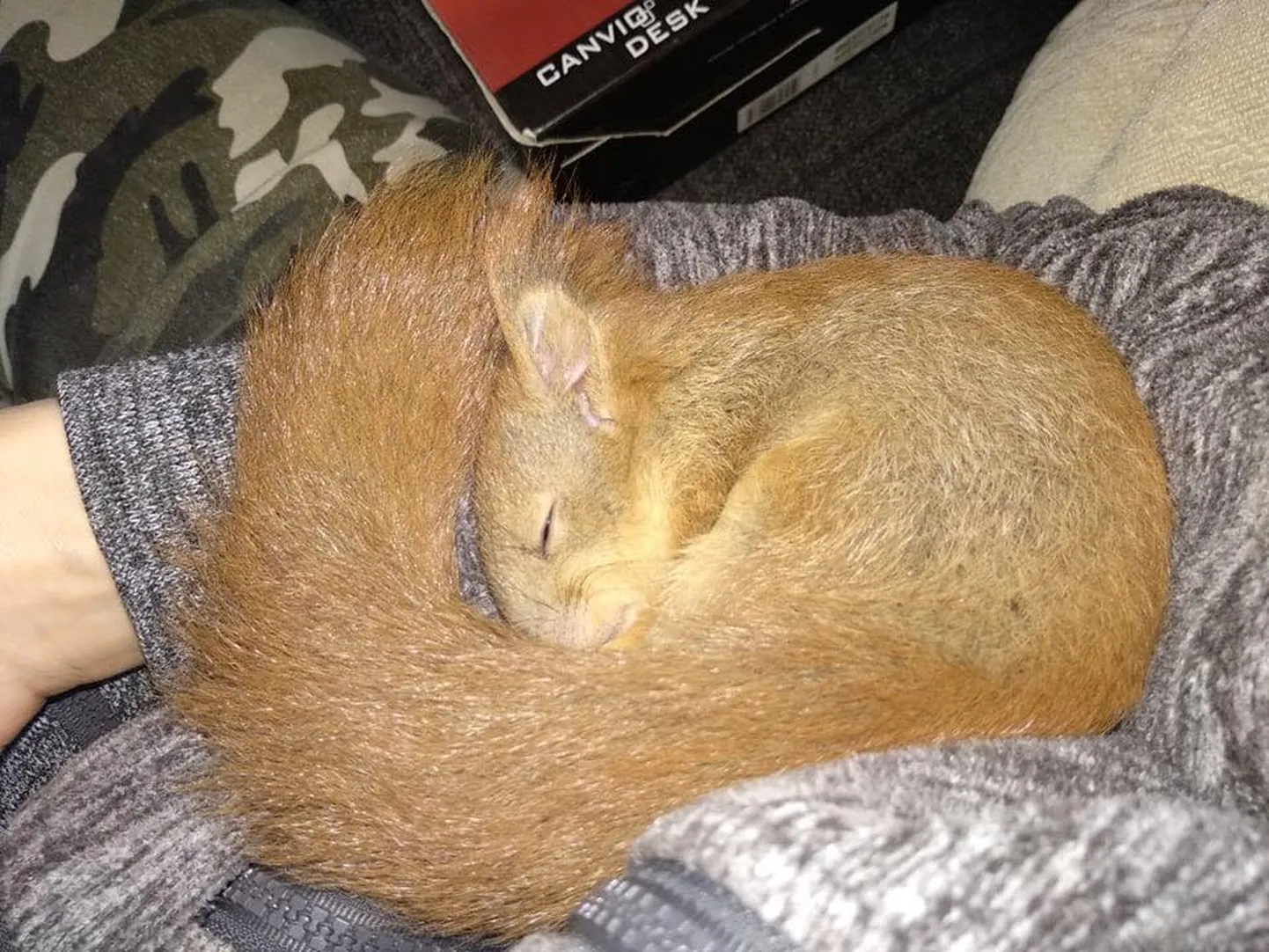 Orav Pella näeb välja nagu tavaline orav, kuid oma elupäevad on ta veetnud vaid tillukeses puuris, saamata oma liigikaaslaste kombelt ronida ja hüpata.