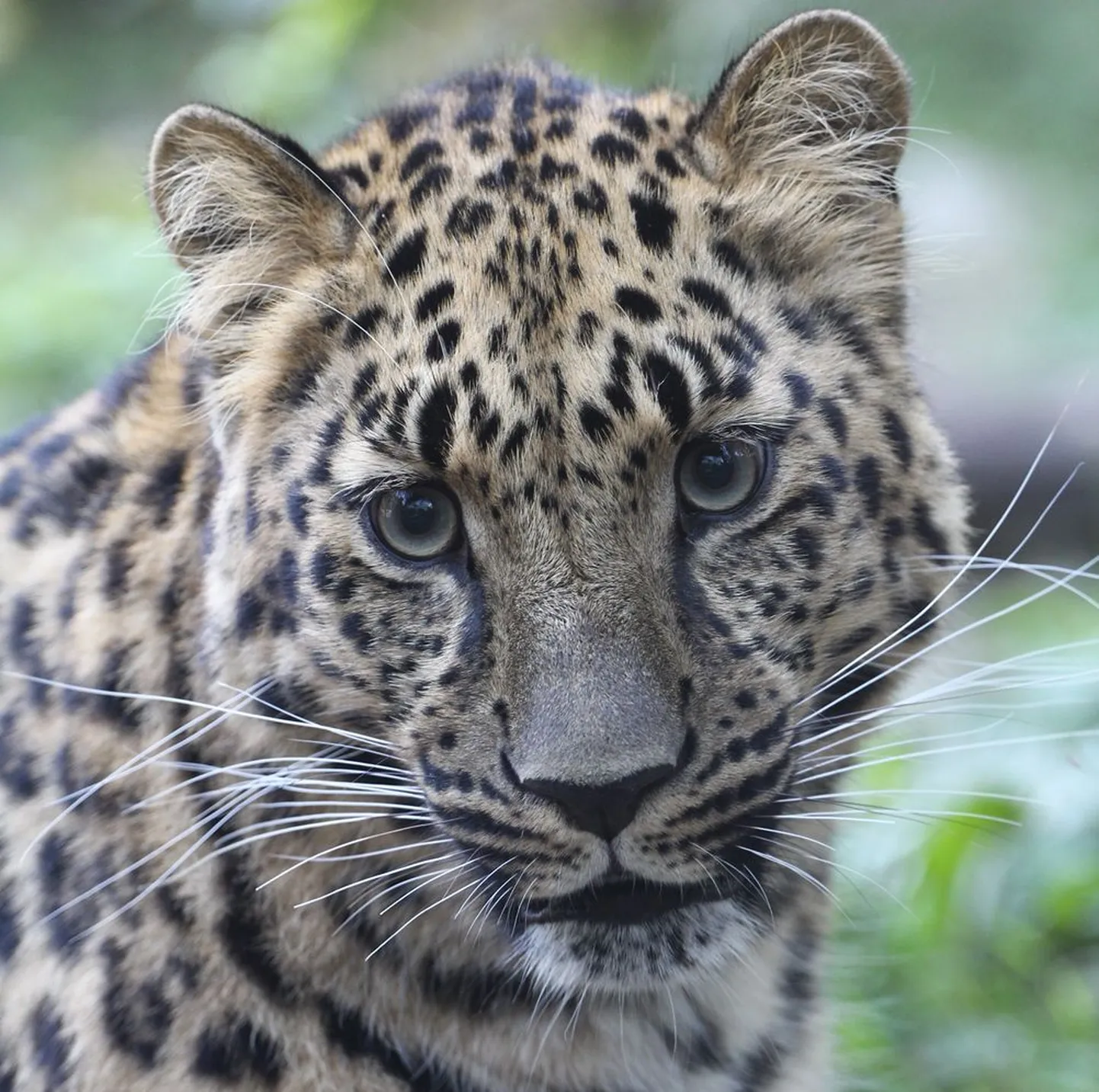 Amuuri leopard Freya