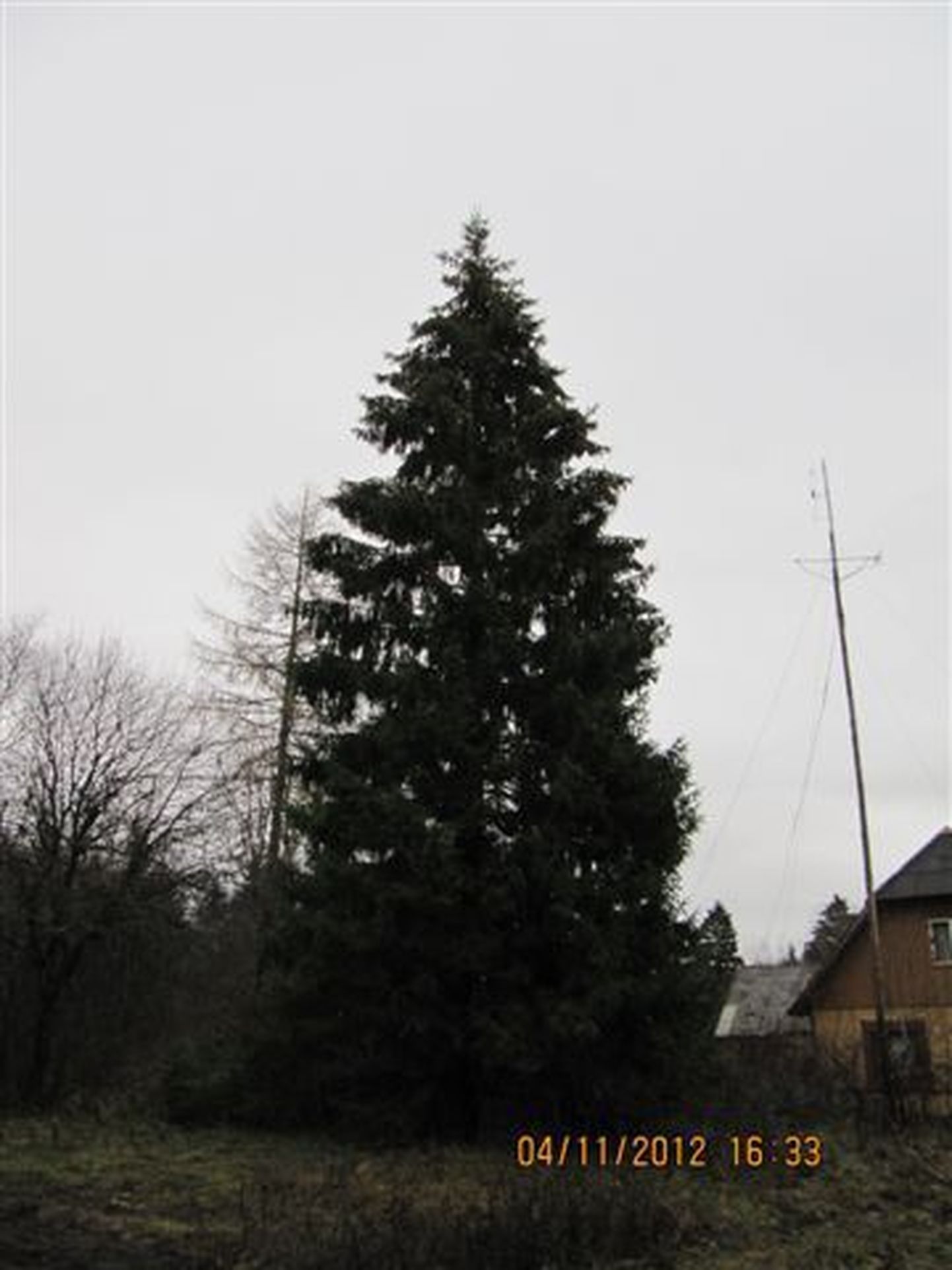 Jõulupuu tuleb Kolu külast.