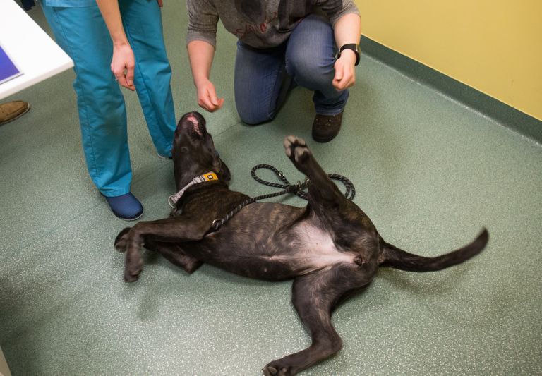 6-kuune koer Fargo andis täna küll vereproovi, kuid annetamisega peab veel pool aastat ootama.