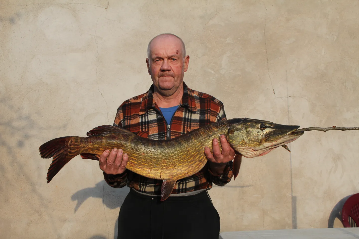 Aavo Sulbi Paide tehisjärvest püütud 8,4 kilogrammise haugiga.