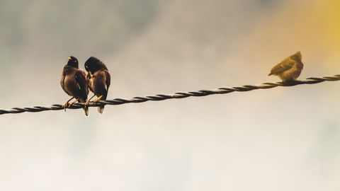 NEW SCIENTIST ⟩ Lindude paarisuhted kipuvad pika distantsi tõttu lagunema