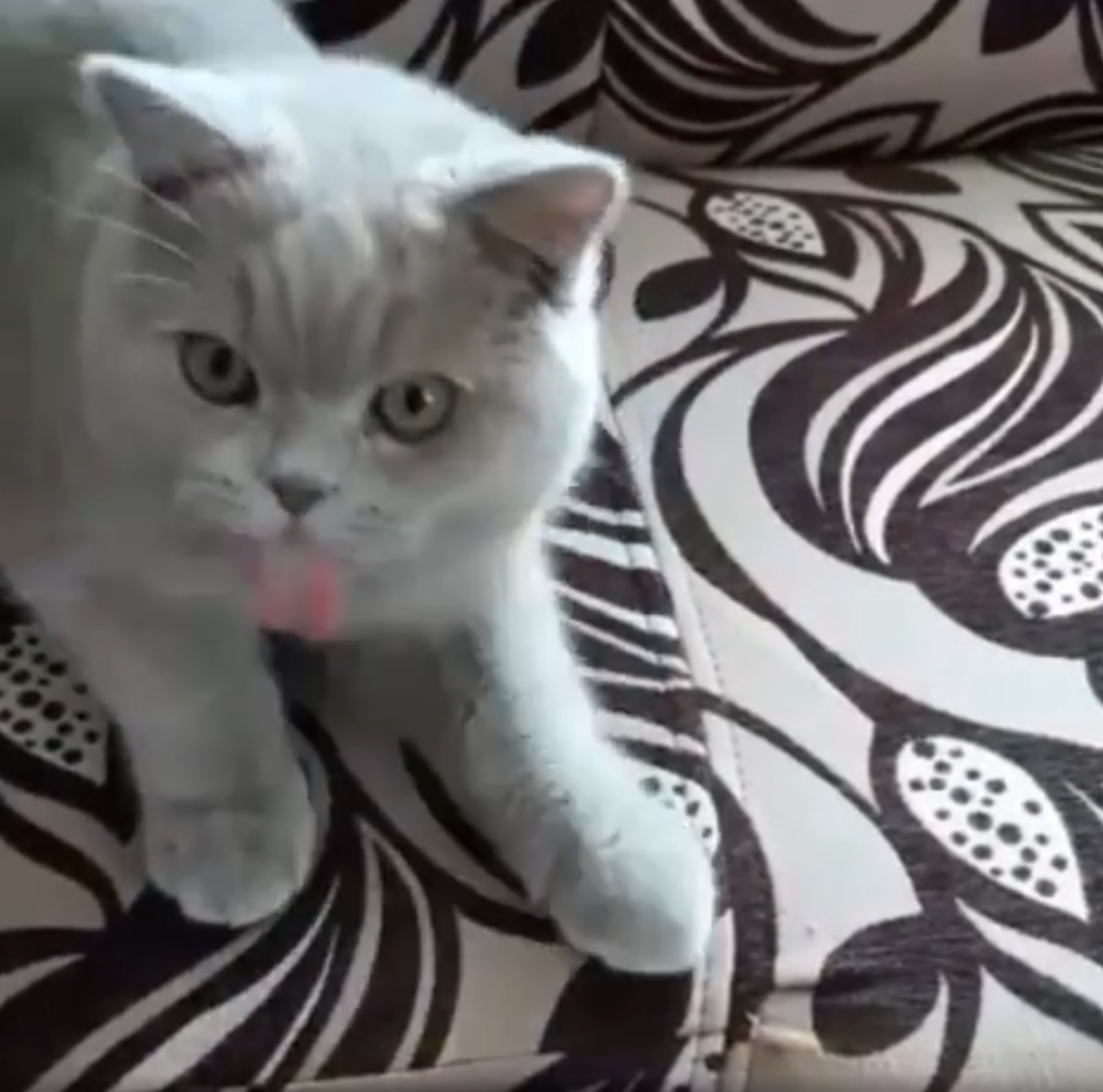 Kuvavõte videost, milles on näha krampide käes vaevlevat kassikest.