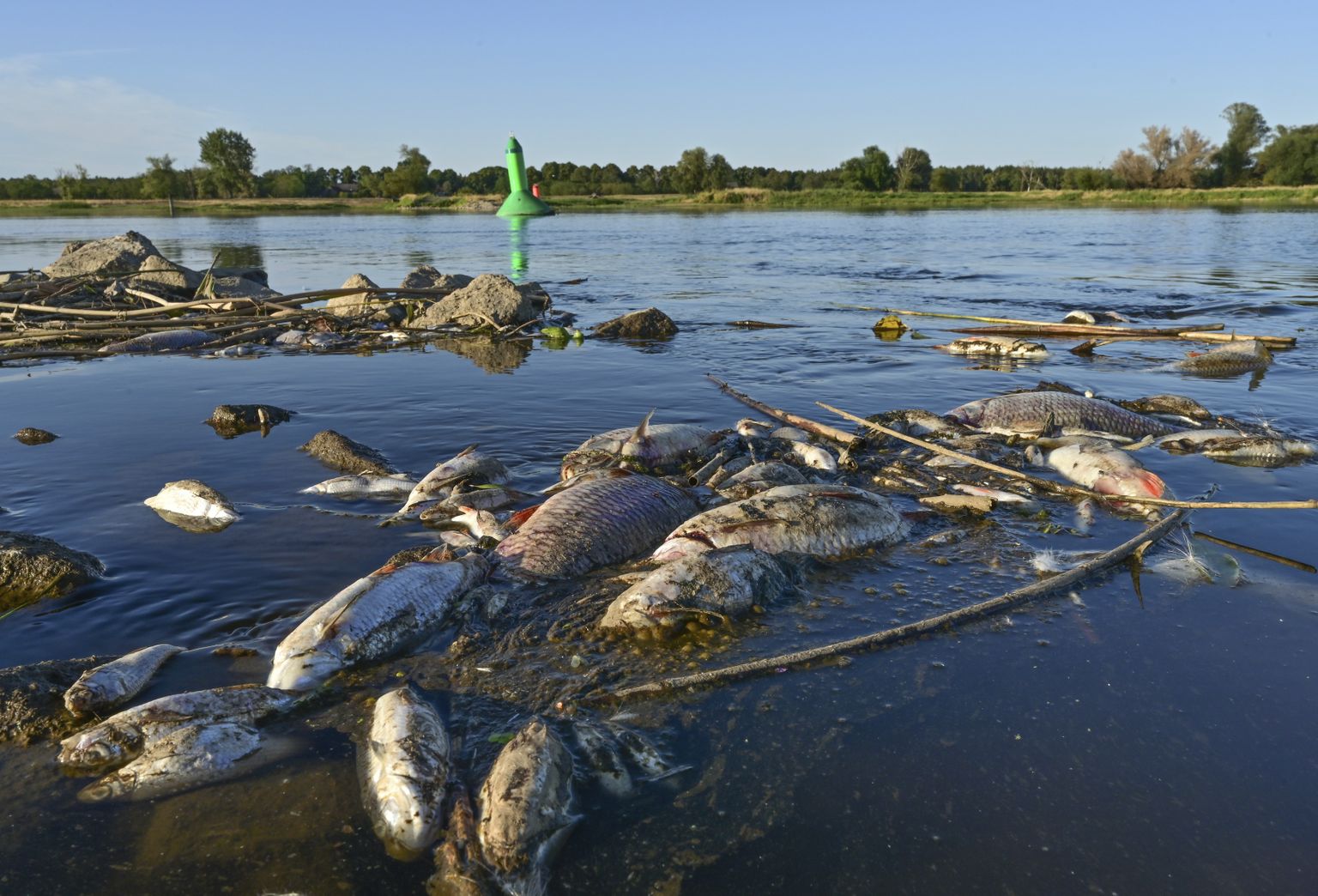В реке Одра в Польше погибли тонны рыбы из-за химикатов