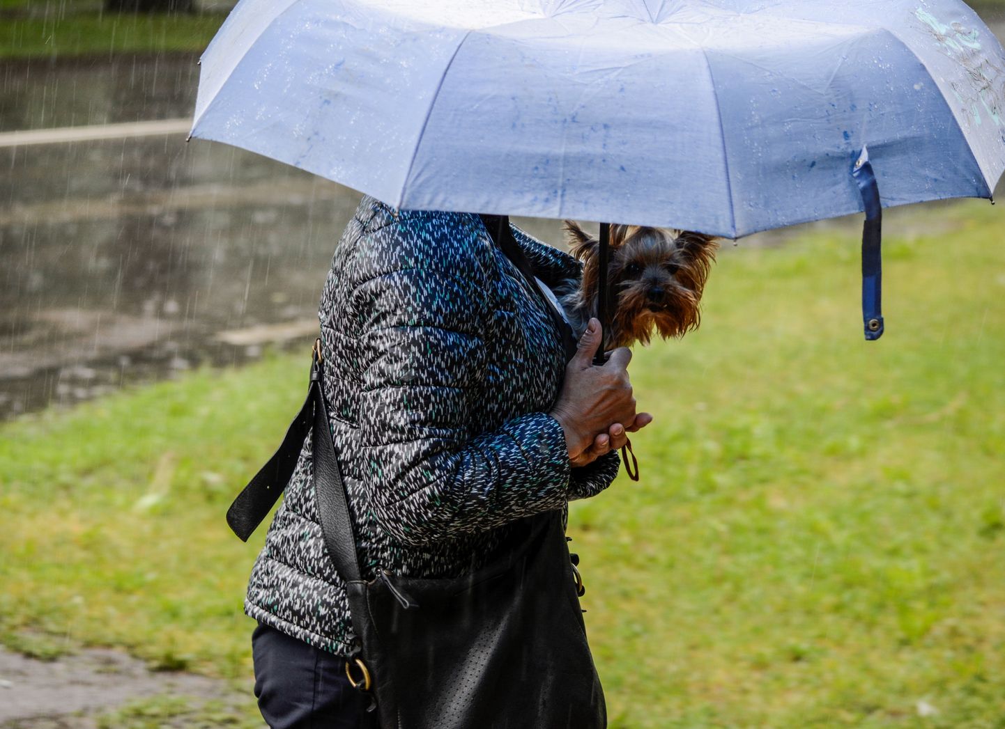 Sieviete ar sunīti stipra lietus laikā Pārdaugavā.