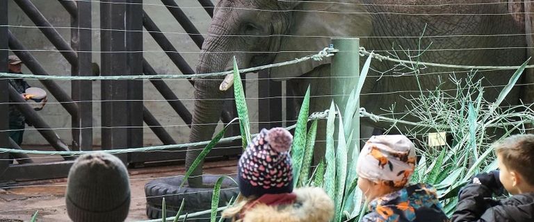 Hilisõhtused ekskursioonid Tallinna loomaaias.