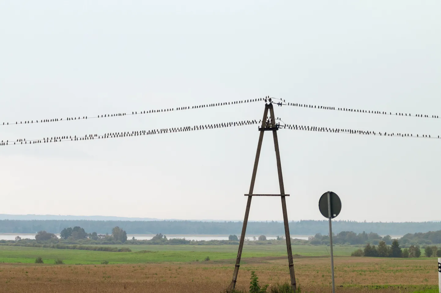 Elektriliin