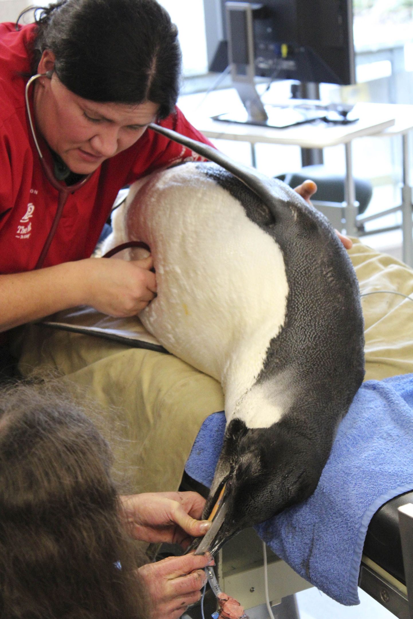 Uus-Meremaale sattunud pingviinile tehti operatsioon