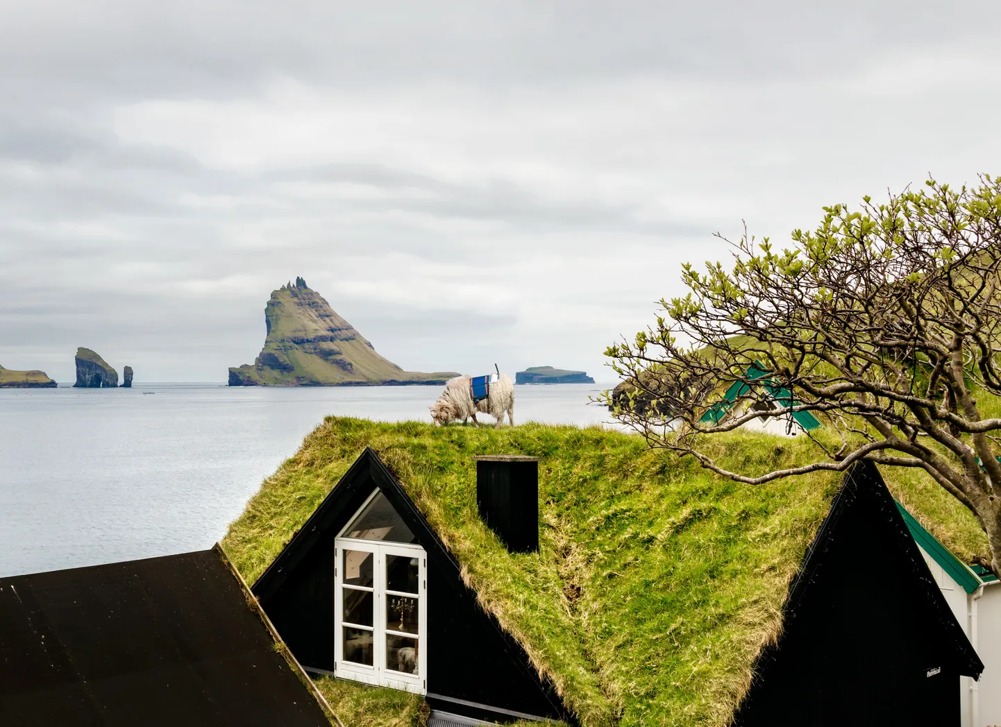 Sheep View 360