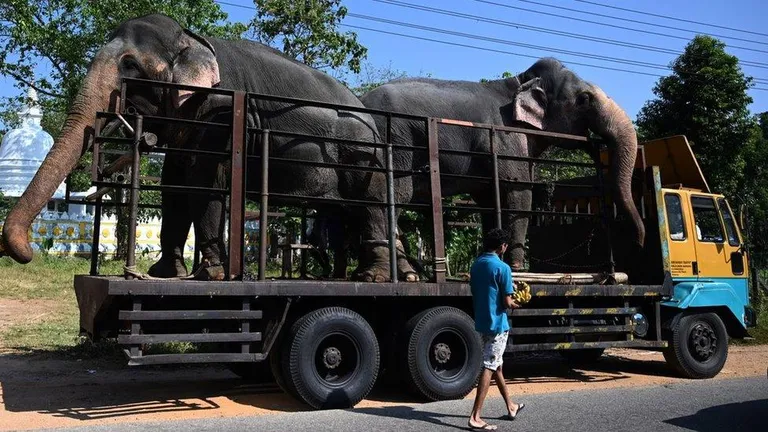 Два слона в кузове грузовика.