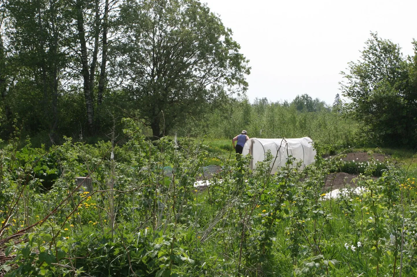 Poolteise aasta pärast võib Prääma tee äärde praeguste aiamaalappide kohale asja olla hoopis ehitajatel, remontijatel ja sisustajatel, sest Espak tahab sinna ehitada ehitusmaterjalide kaupluse.