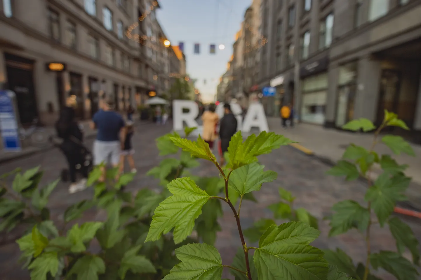 Foto: Laiska pievakare Tērbatas ielā