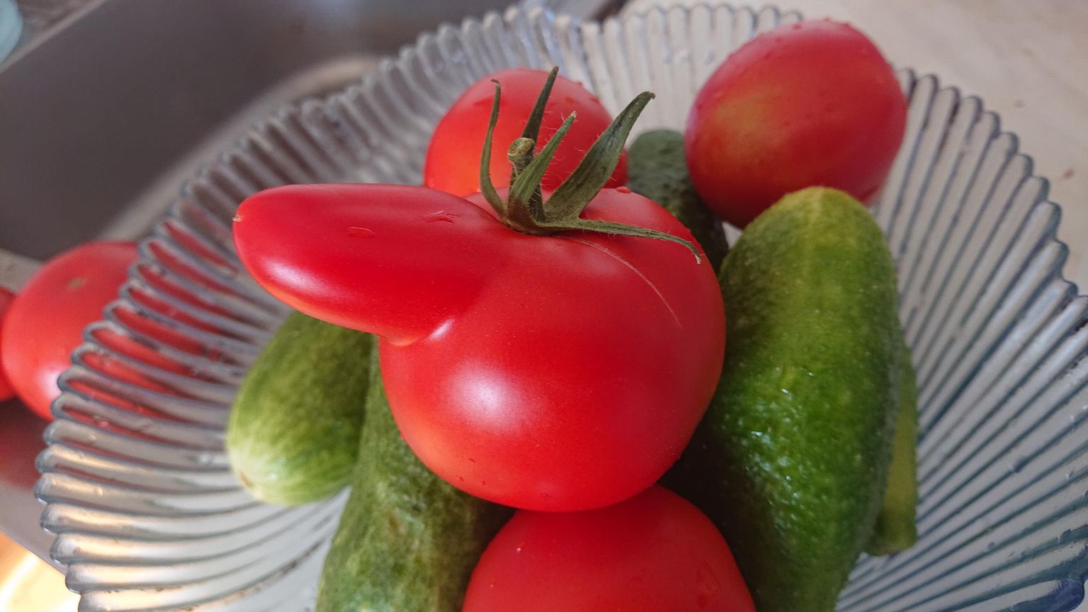 Sellise ninaka tomati leidis üks Räpina valla Ristipalo küla elanik sel nädalal oma kasvuhoonest.