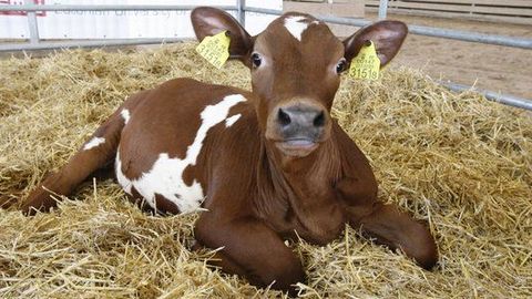 Kloonvasikas Augustiinast on saanud tavaline Lõuna-Eestis elav lehm