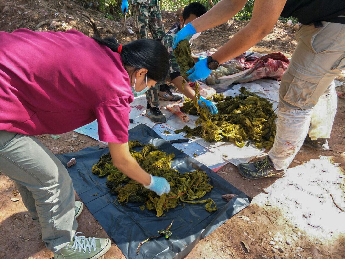 Khun Sathani rahvuspargis surnud hirve kõhust leitud plastik.
