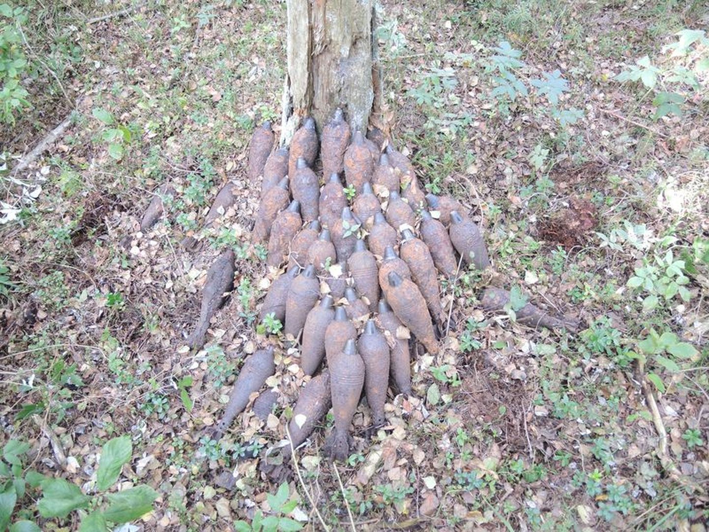 Sõjaaegsed miinid olid metsas puu all.