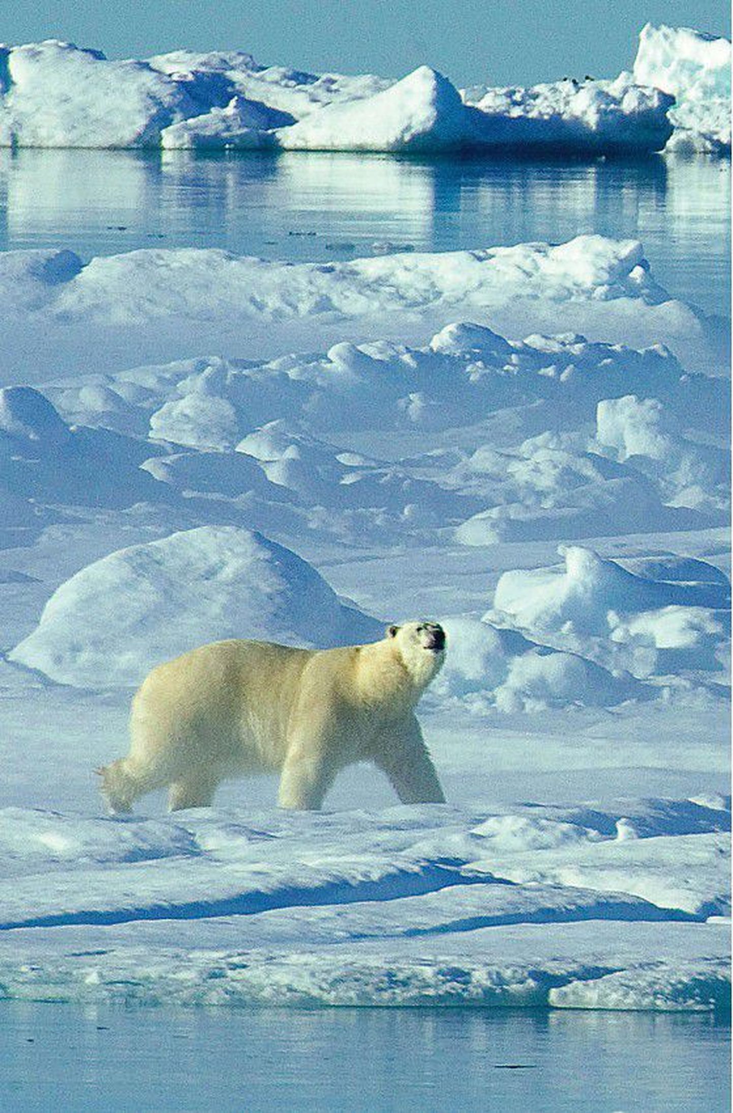 Praegu Kanadale kuuluv jääkaru sealsetel arktilistel aladel. Puhta loodusega Arktika jää all on peidus maavarad, mida riigid endale soovivad.