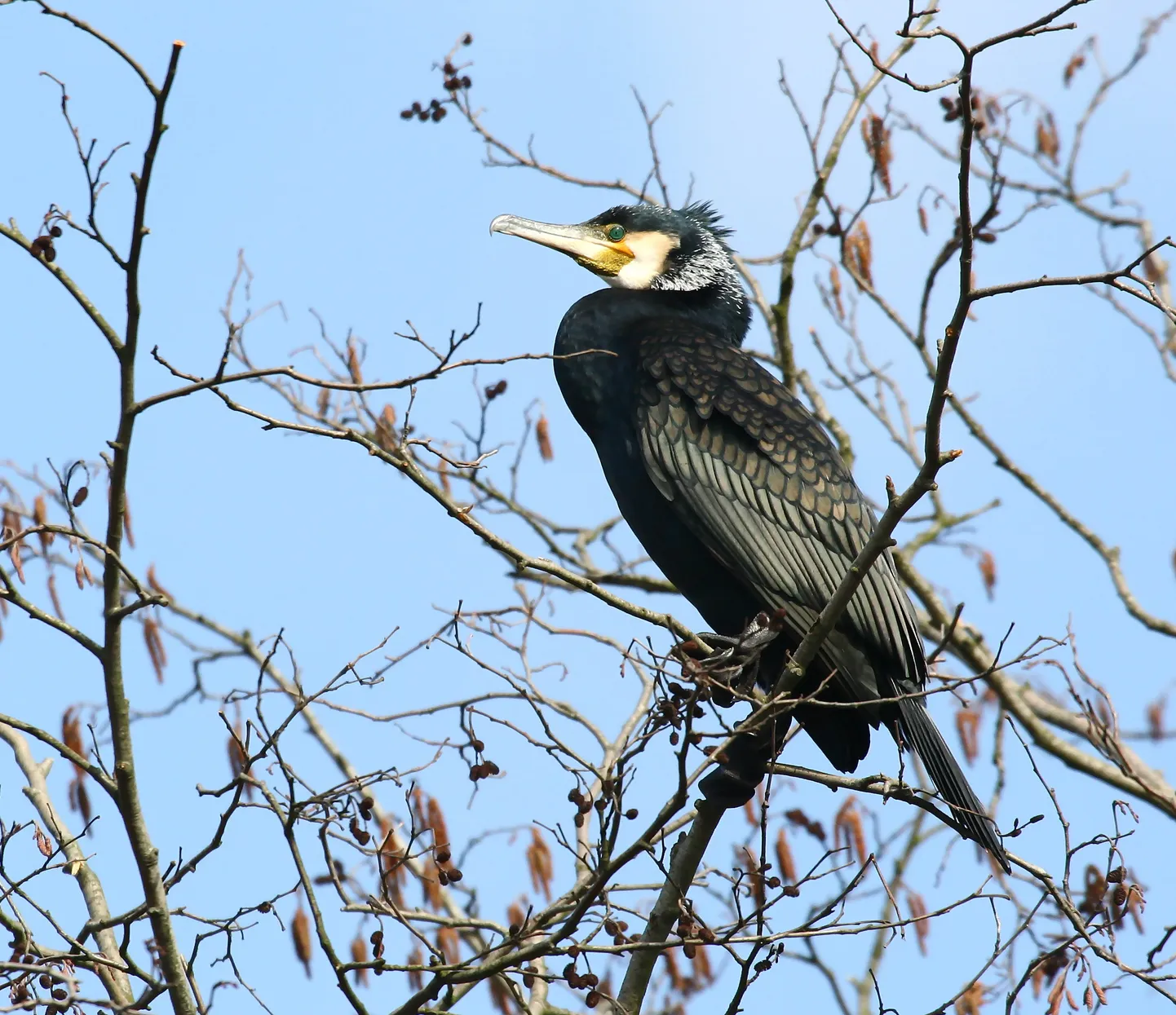 Kormoran