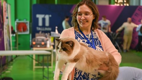 Фоторепортаж с выставки кошек в Таллинне: топ самых редких и дорогих усатых