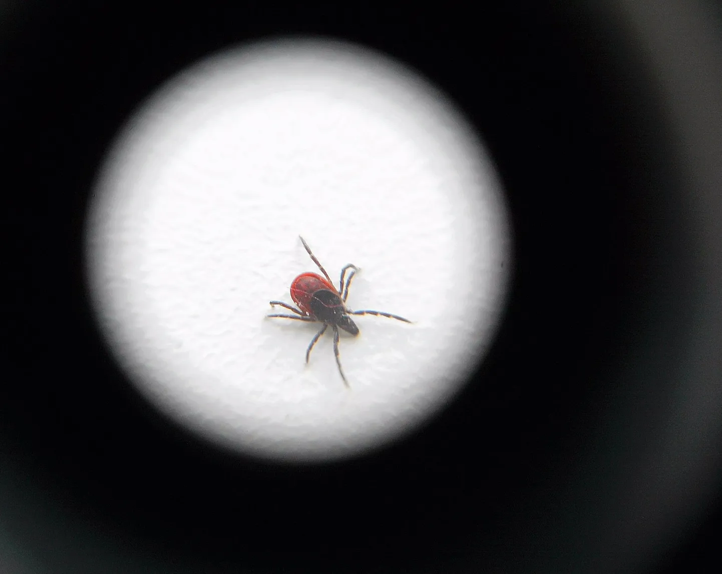 Võimalusel tuleks end puukentsefaliidi vastu vaktsineerida juba varakevadel. Puukborrelioosi vastane vaktsiin puudub, kuid haigestumist saab ennetada puugihammustusi vältides