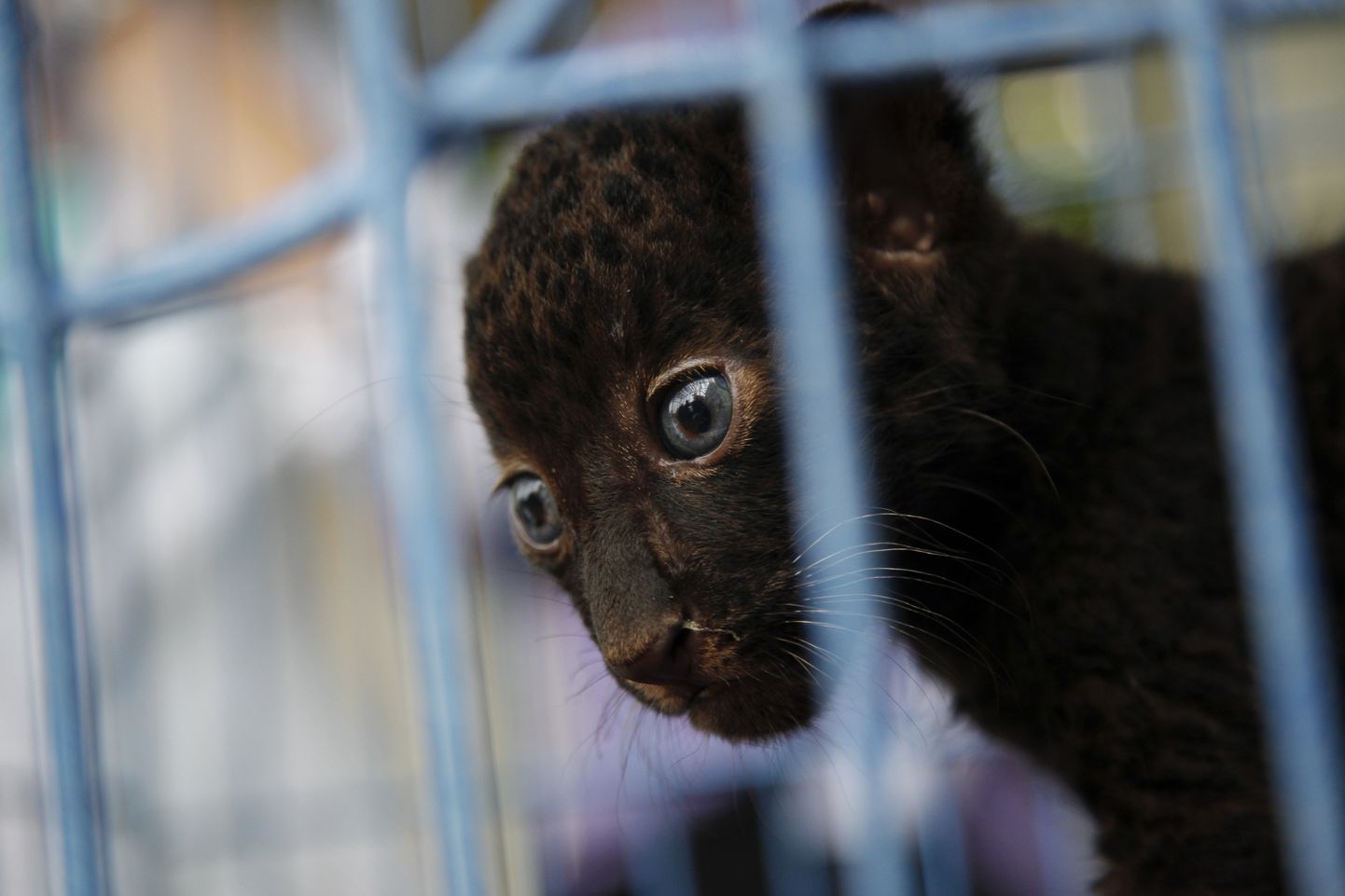 2 mēnešus vecs leopardēns. Ilustratīvs foto.