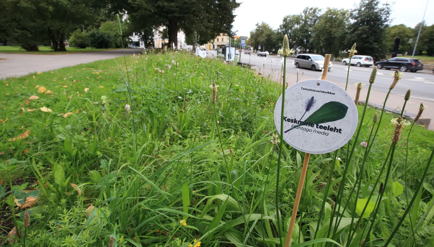Tartu on jätnud liigirikkuse tõstmiseks paljud haljasalad niitmata, tehes seda vaid suve lõpus. Pildil määratud liigid Vabaduse puiestee ääres. 31.08.2020.