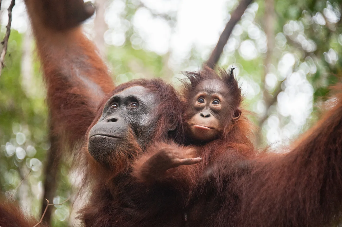 Orangutaniema oma pojaga. Pilt on illustreeriv.