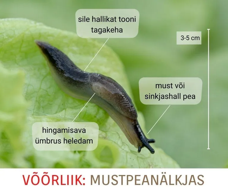 Mustpeanälkjas.