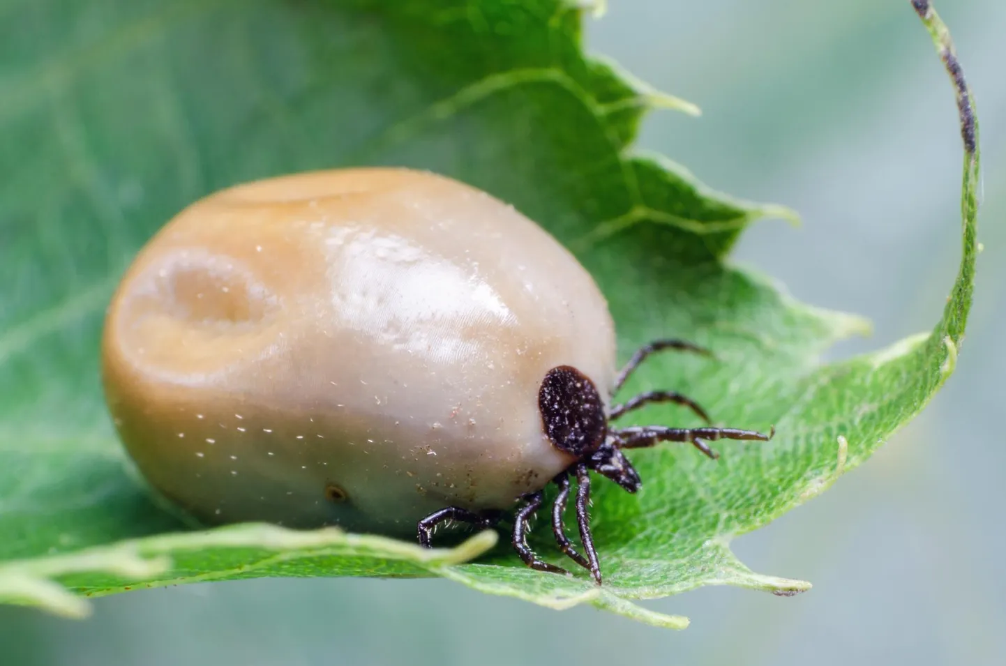 Võsapuuk Ixodes ricinus pärast elumuutvat einet. Põlismaisena esineb Eestis lisaks veel ka laanepuuki, kuid kahtlustatakse ka eksootilisemate liikide saabumist. 