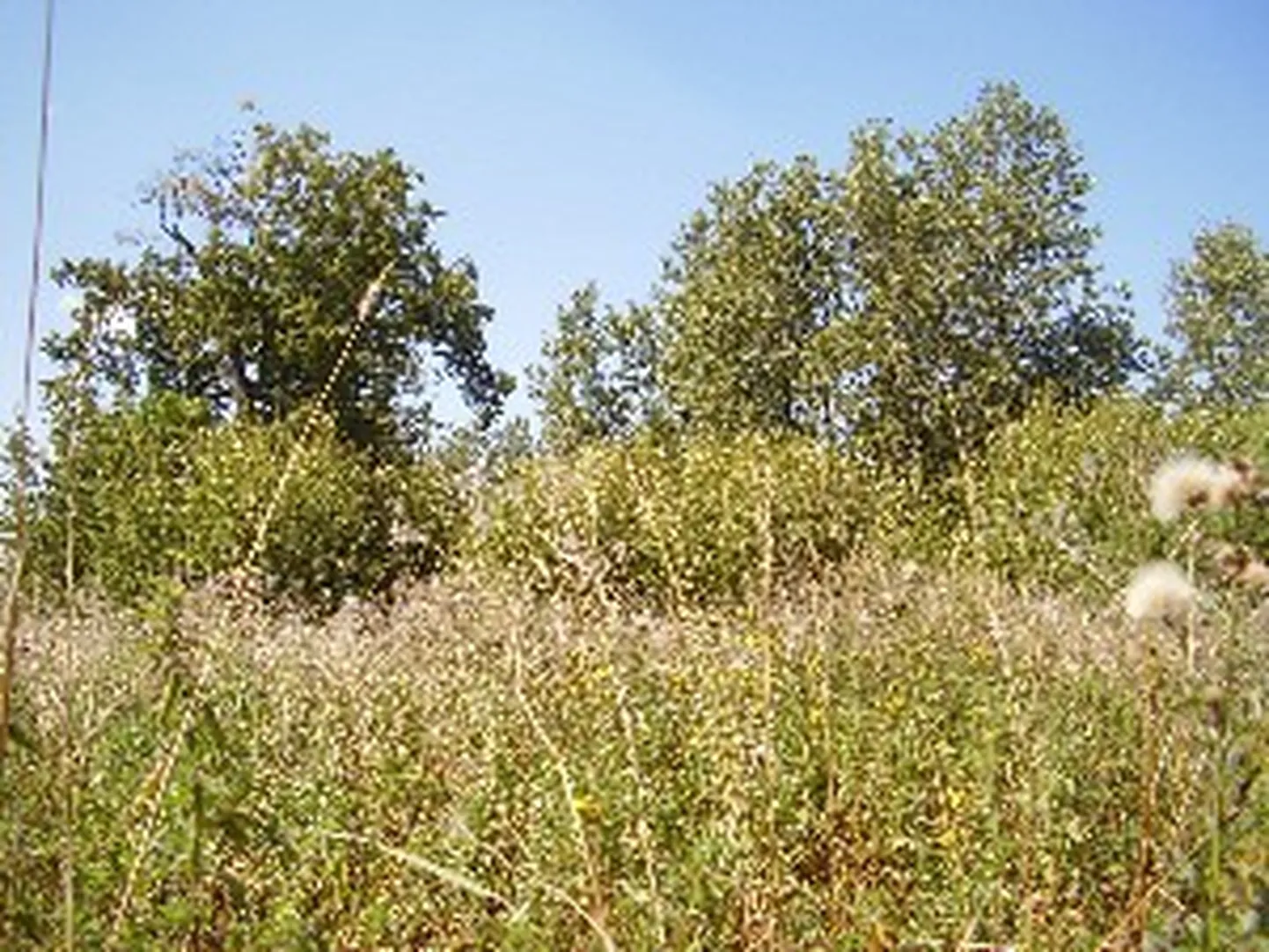 Raksta foto