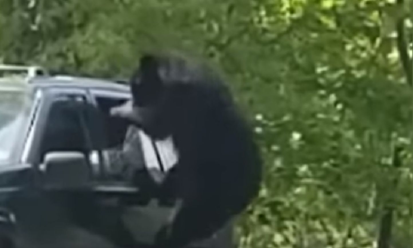 Медвежонок пытается залезть в машину.
