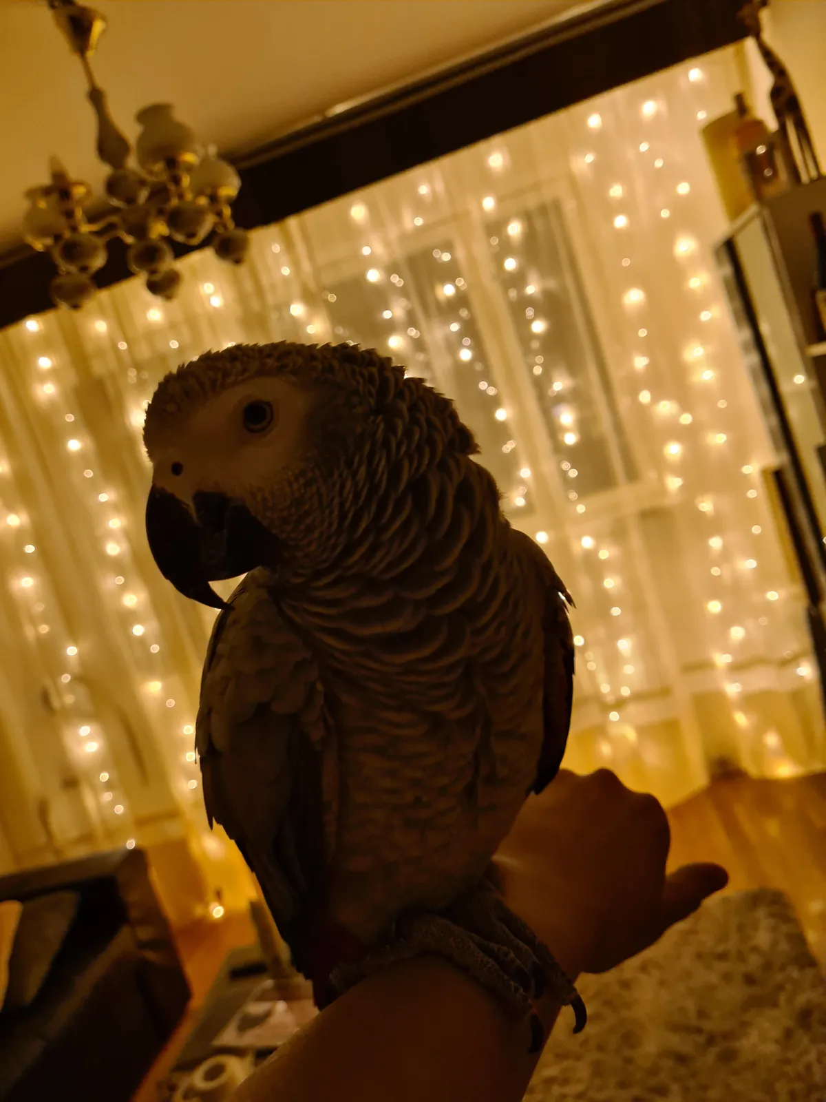 Papagoi Luna