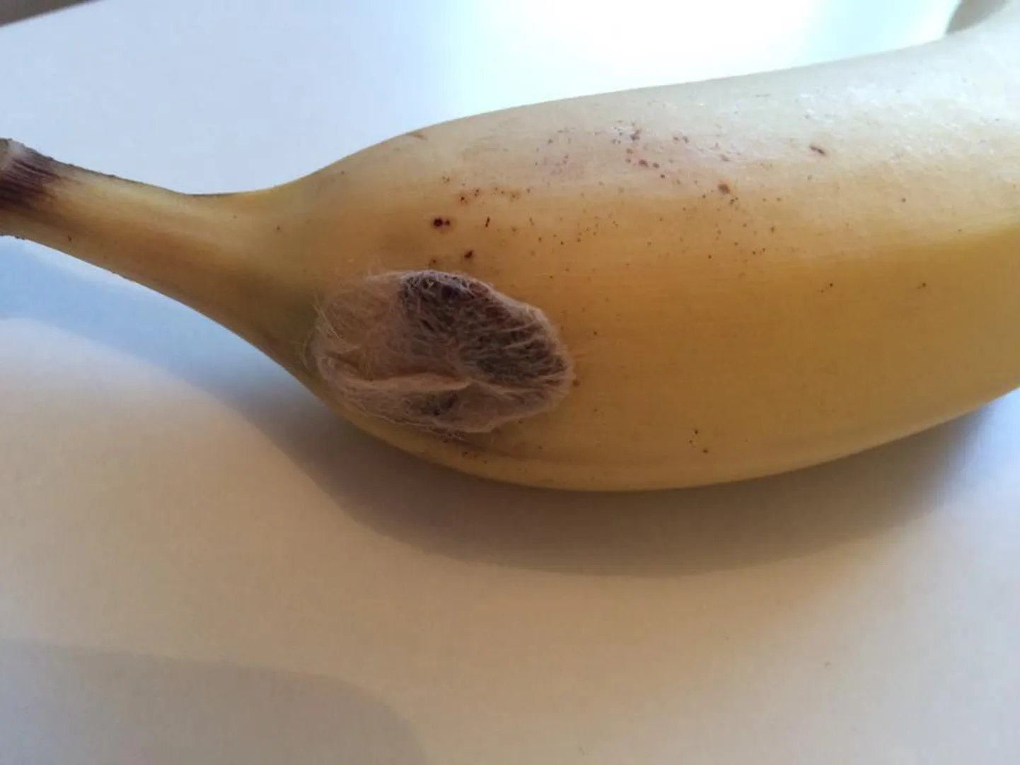 Merimetsa Selverist ostetud banaan tekitas ostjas hirmu.