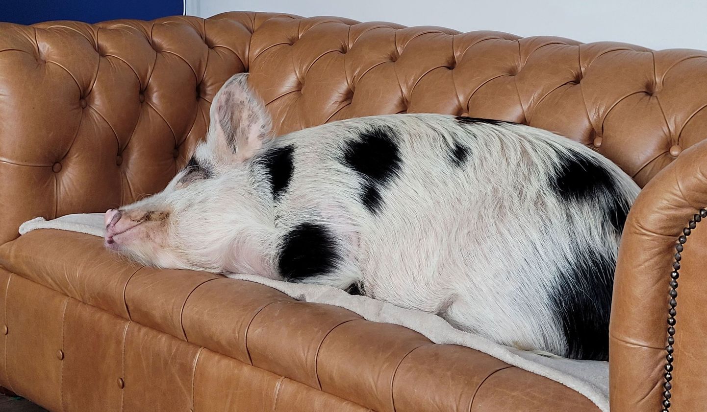 Mida enam peetakse sigu lemmikloomana, seda enam on nõudlust ka nende iluteenuste järele. Pildil kaheaastane siga Olive Ühendkuningriigis Leicestershire'is.