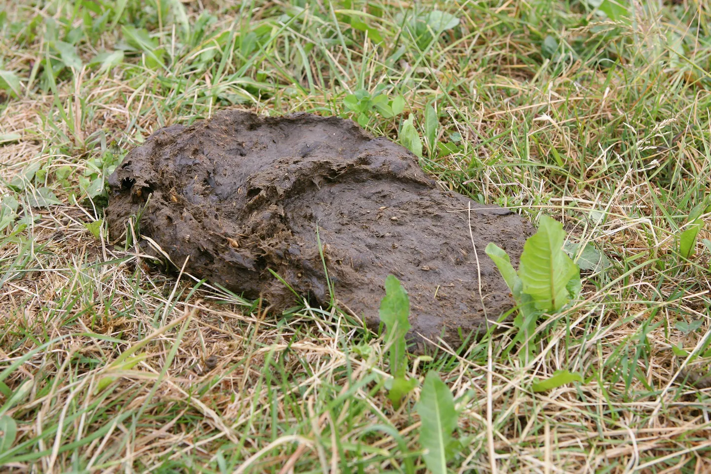Sõnnik