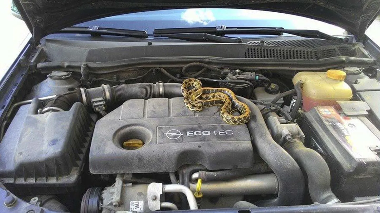 Tööreisilt koju tulnud Herki Blitner hakkas pühapäeval kontrollima Männimäe tee 35 maja ees seisva auto õlitaset, kui leidis kapoti alt tundmatu mao. Tema abikaasa Malle Blitner ütles, et ei kujuta ette, kui see madu oleks olnud näiteks maja ees muru sees, kus ka nende lapsed mängivad.