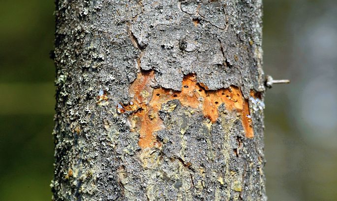 Pildiotsingu ürask tulemus